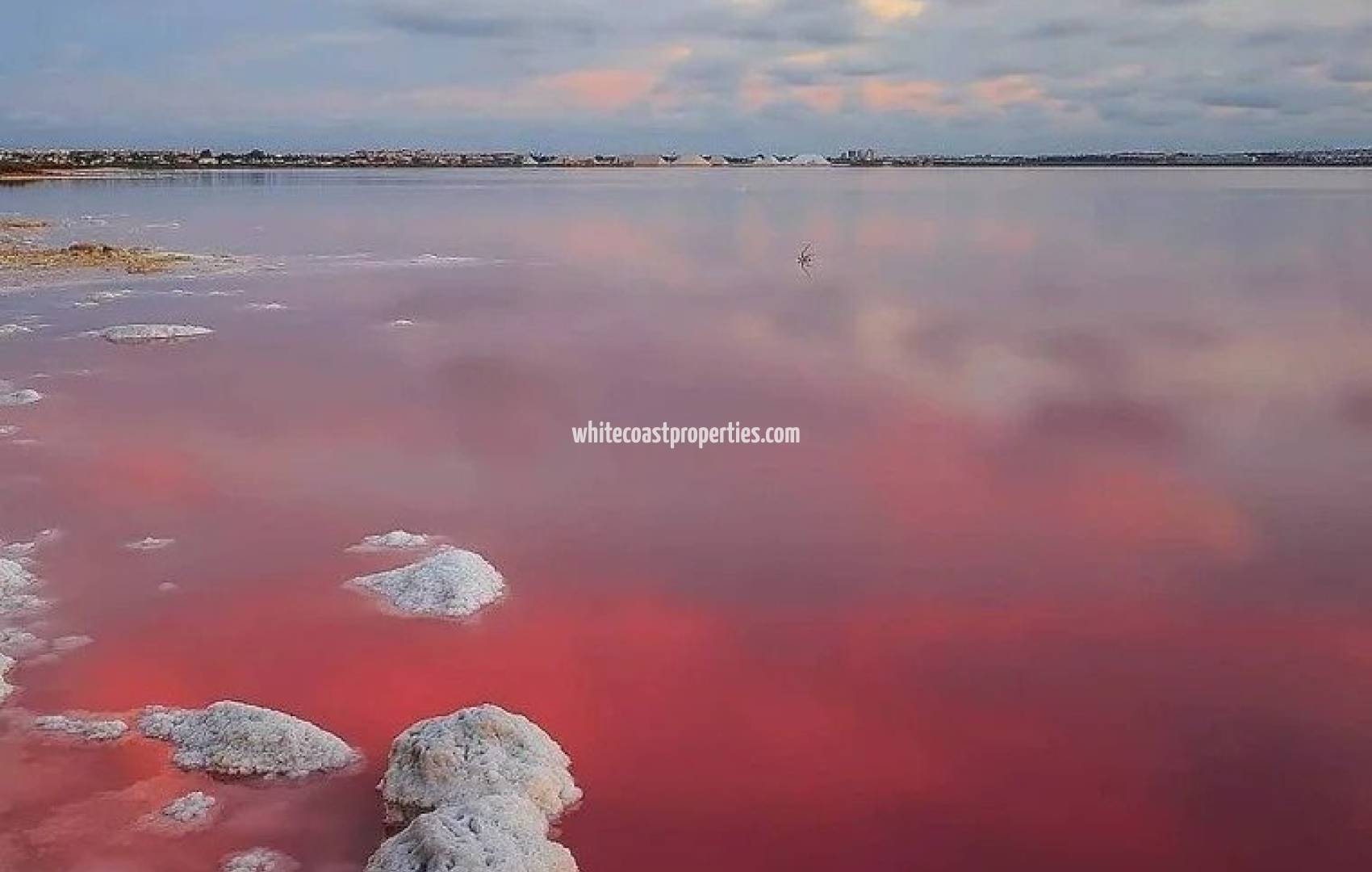 Новостройка - Бунгало - Torrevieja - Lago Jardín II