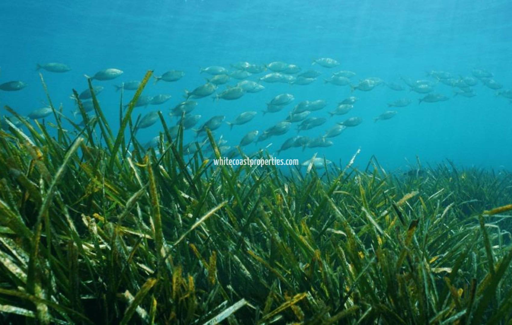 Новостройка - Вилла - Benissa - Racó Del Galeno